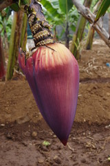Bananenknospe auf Madeira