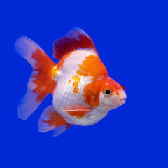 beautiful goldfish
