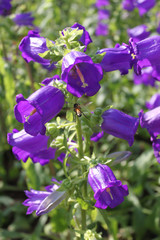 Campanula purple flowers