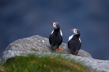 Puffins