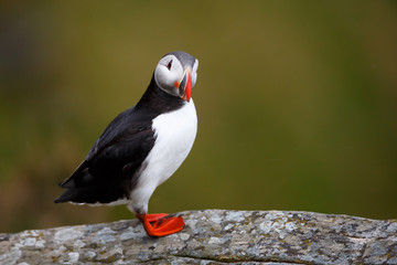 Puffin