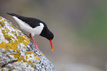 Eurasian oystercatcher