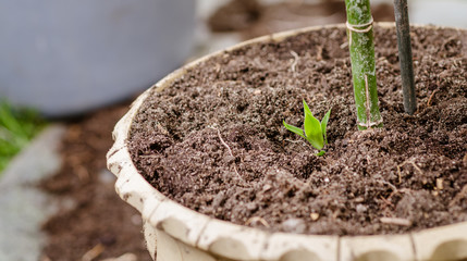 plant flowers in spring
