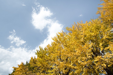 Fototapeta premium 鮮やかに紅葉した銀杏並木