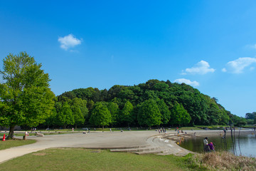 Summer Leaves in a Park
