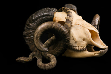 Fototapeta premium The male morelia spilota harrisoni python on black background