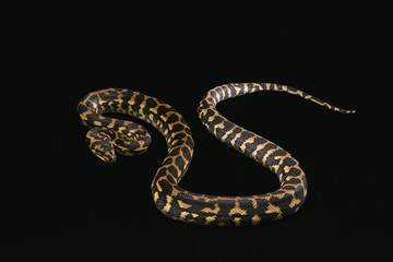 The male morelia spilota harrisoni python on black background