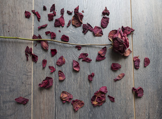 dry rose petals 
