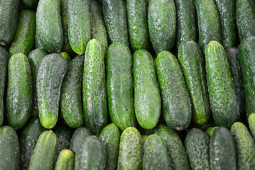 green cucumbers