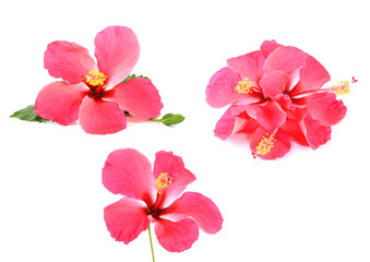 Obraz na płótnie Canvas Pink Hibiscus flower isolated on white background