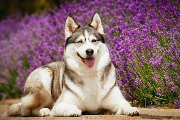 Grey dog lying on the footpath. Flowering lavender in the background. Portrait of a Siberian Husky.