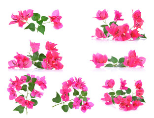 Naklejka na ściany i meble Pink Bougainvillea flowers isolated on white background