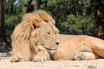 Lion paying attention