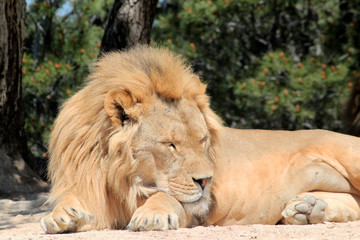 Lion sleeping