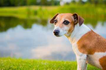 Calm dog  sitting on the banks of the river