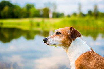 Dog Jack Russell terrier in a dreamy thoughtful mood
