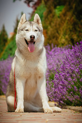 Grey dog lying on the footpath. Flowering lavender in the background. Portrait of a Siberian Husky.