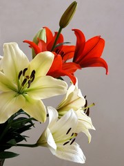 posy of multicolor lilies close up