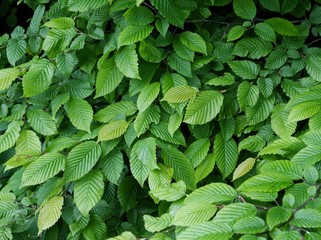 green leaves of elm tree