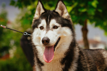 Siberian husky dog outdoors. Portrait of a  husky dog. Close-up.