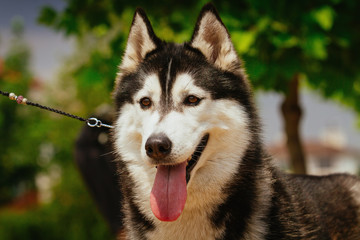 Siberian husky dog outdoors. Portrait of a  husky dog. Close-up.