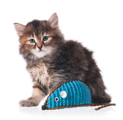 Siberian kitten