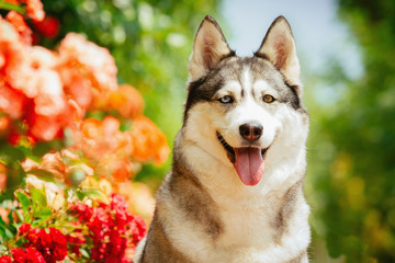 Portrait of a Siberian Husky. The dog sits near blooming roses. Nordic dogs in the summer.
