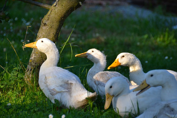 Ducks