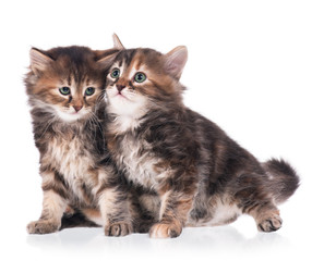 Fototapeta premium Siberian kittens