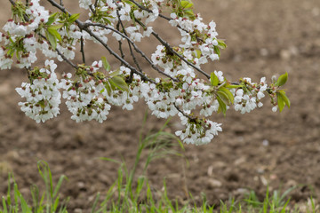 flower on tree in spring