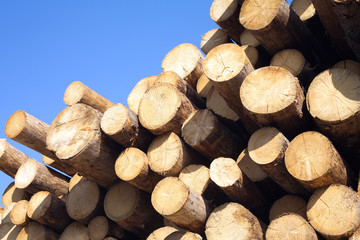 Top of pile of pine logs stacked against a blue cloudless sky