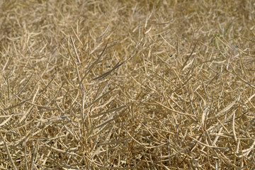 Rapsfeld trocken, q.