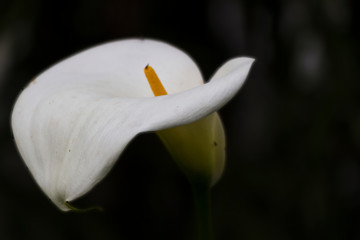 calla lily in the garden