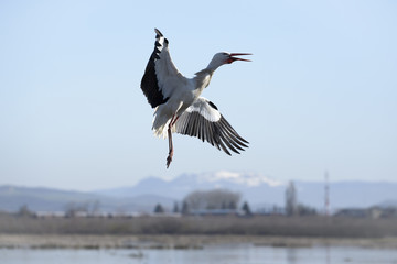 White stork, Salburua park, Vitoria (Spain)