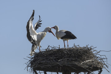 Fototapeta premium White storks on a nest, Salburua park, Vitoria(Spain)