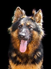 German Shepherd dog