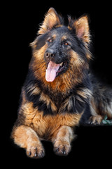 German Shepherd dog,
