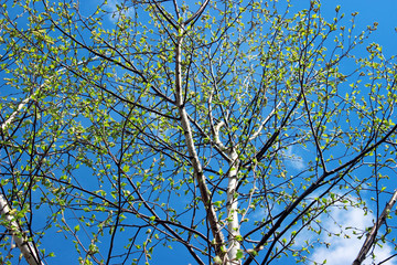 Crohn dissolve the birch