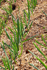 Fresh sprouting garlic on a garden bed.