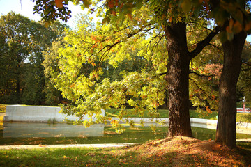 Naklejka premium Summer in the city park landscape