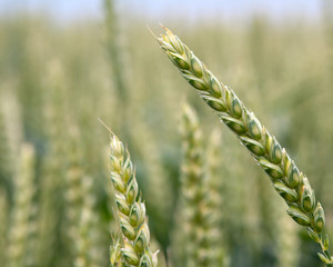 wheat field