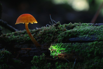 small mushrooms toadstools macro microcosm