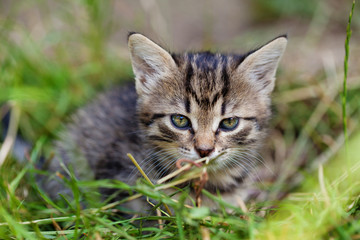 Naklejka na ściany i meble Young kitten in the grass