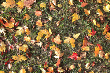 yellow autumn leaves background fall