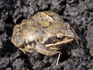 Image of frog, amphibians, small, pets