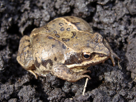 Image of frog, amphibians, small, pets
