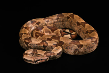 Boa constrictors  isolated on black background