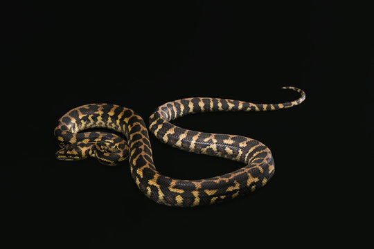 The male morelia spilota harrisoni python on black background
