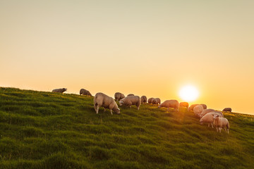 Fototapeta premium Sheep herd on a Dutch dike during sunset