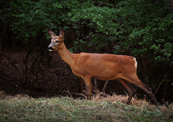 deer in wilderness